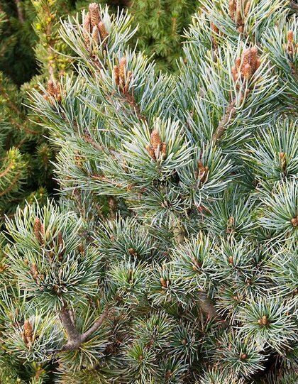 Borovice málokvetá Negishi, 25/35 cm, v květináči Pinus parviflora Negishi